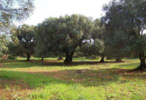 uralte schattenspendende Olivenbäume